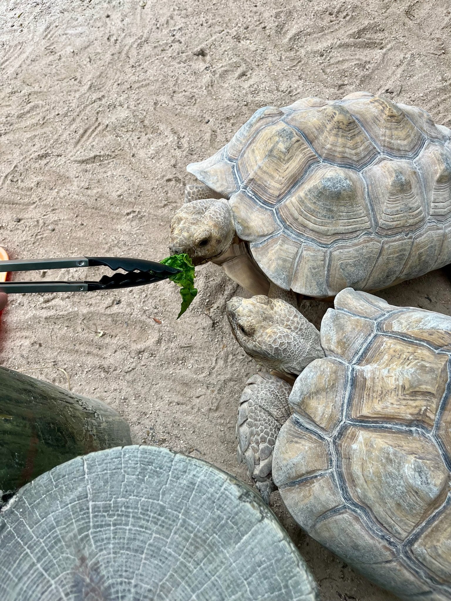 Rencontres aquariums Florida Keys Tortoise