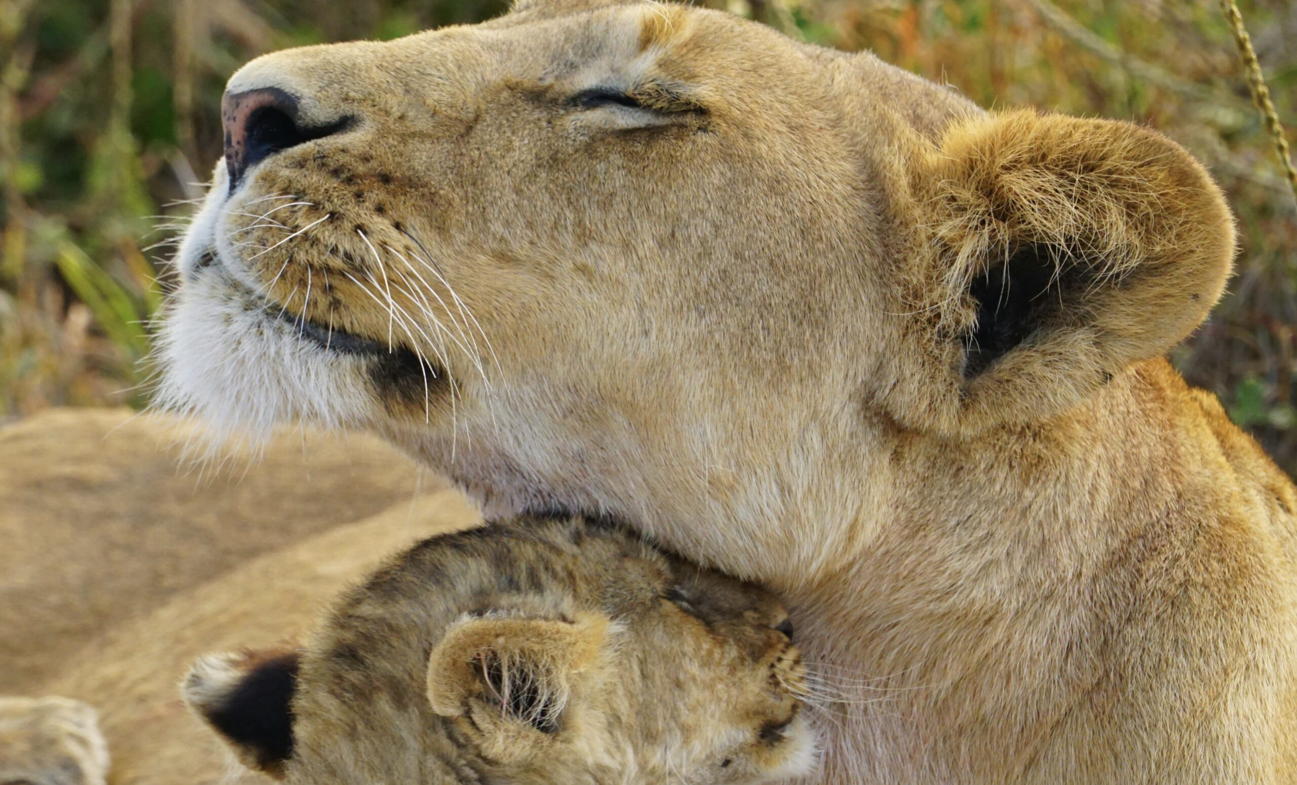 lion maman bébé ourson