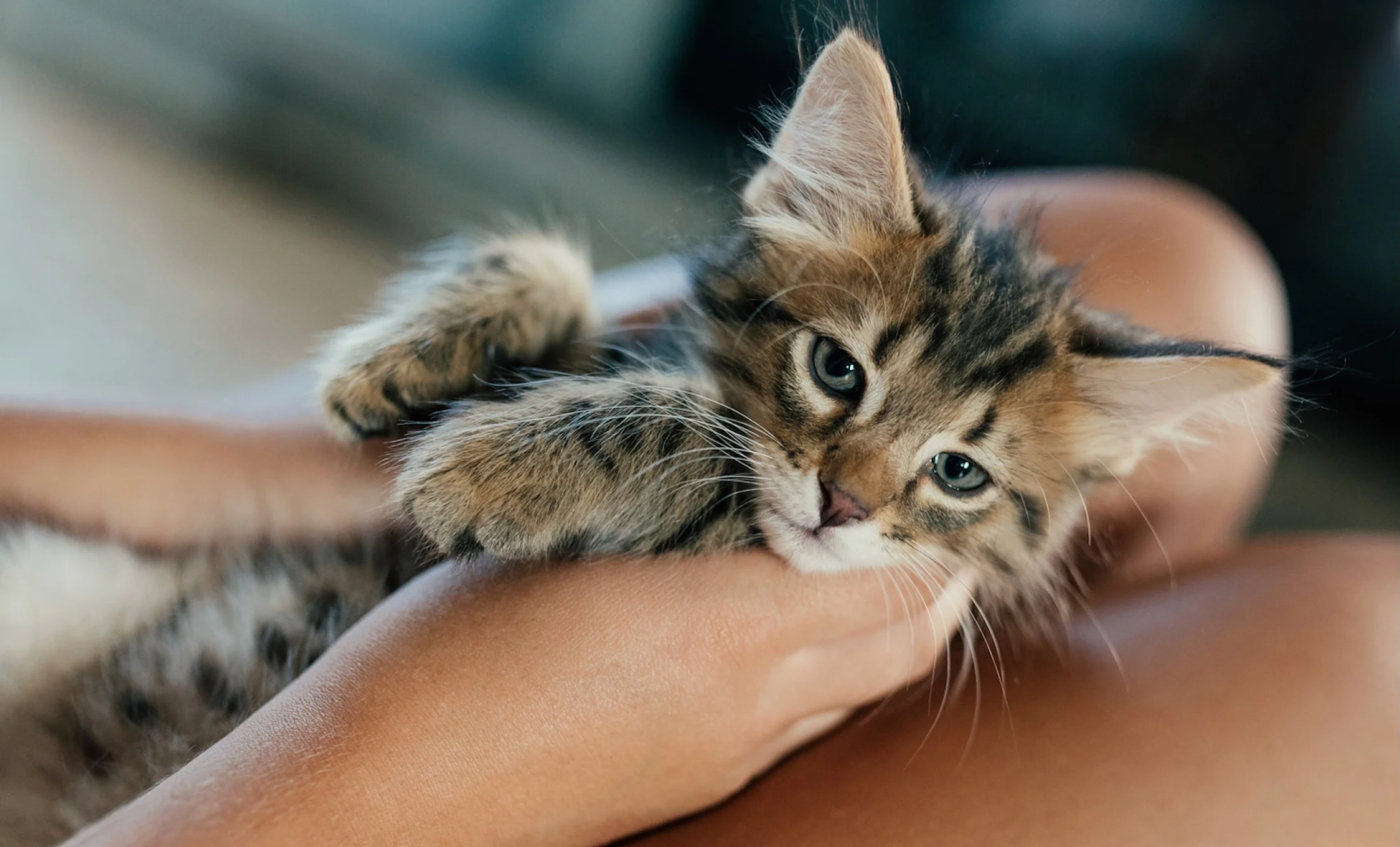chaton