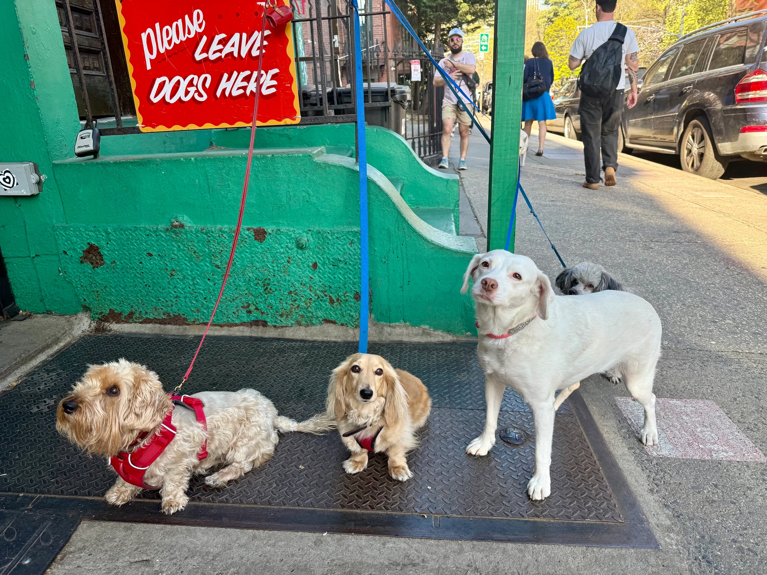 chiens à l'extérieur du café Brooklyn