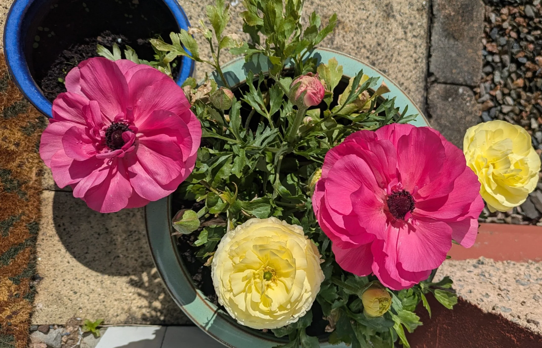 Jardins des lecteurs de Cup of Jo