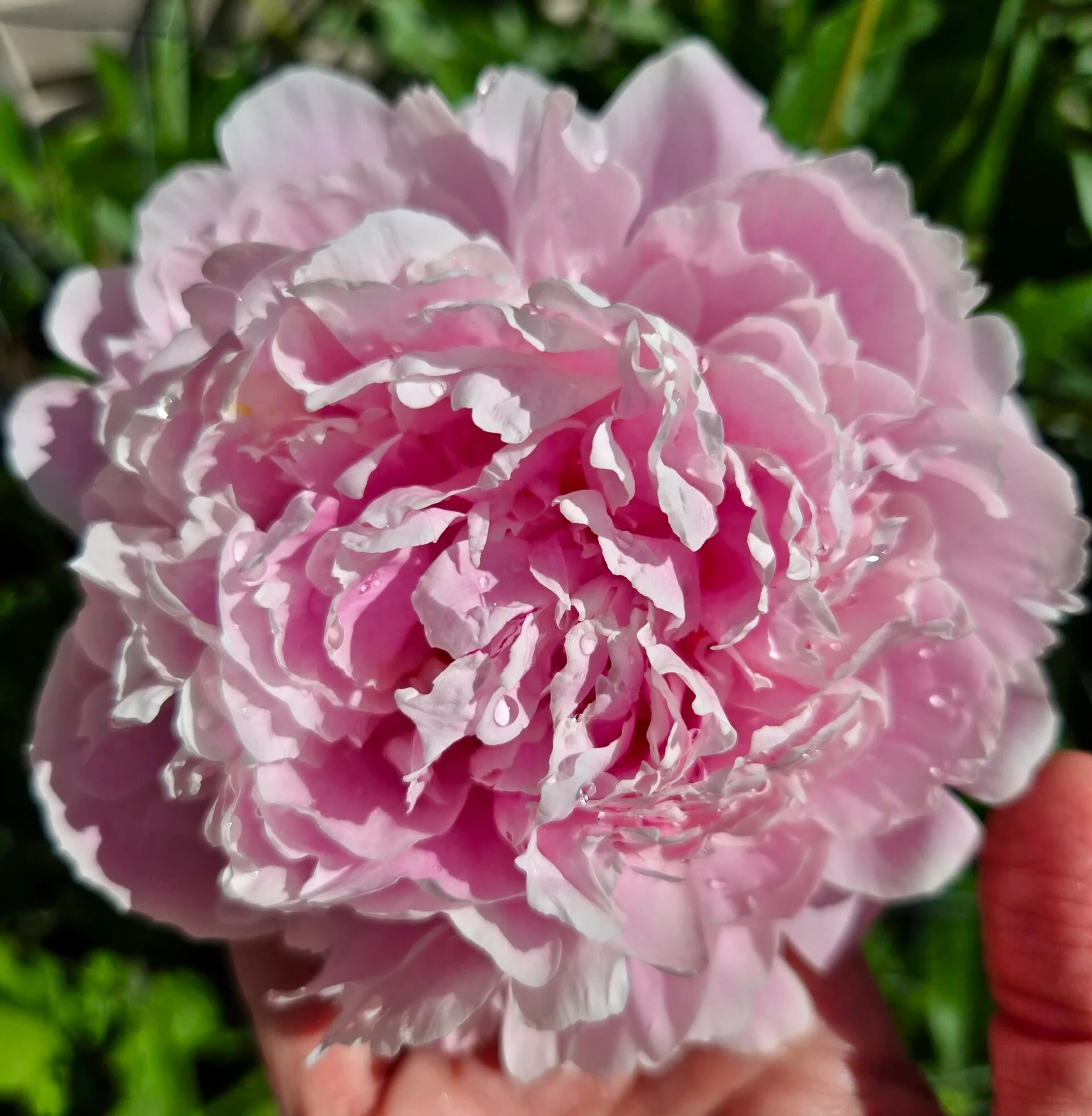 Jardins des lecteurs de Cup of Jo