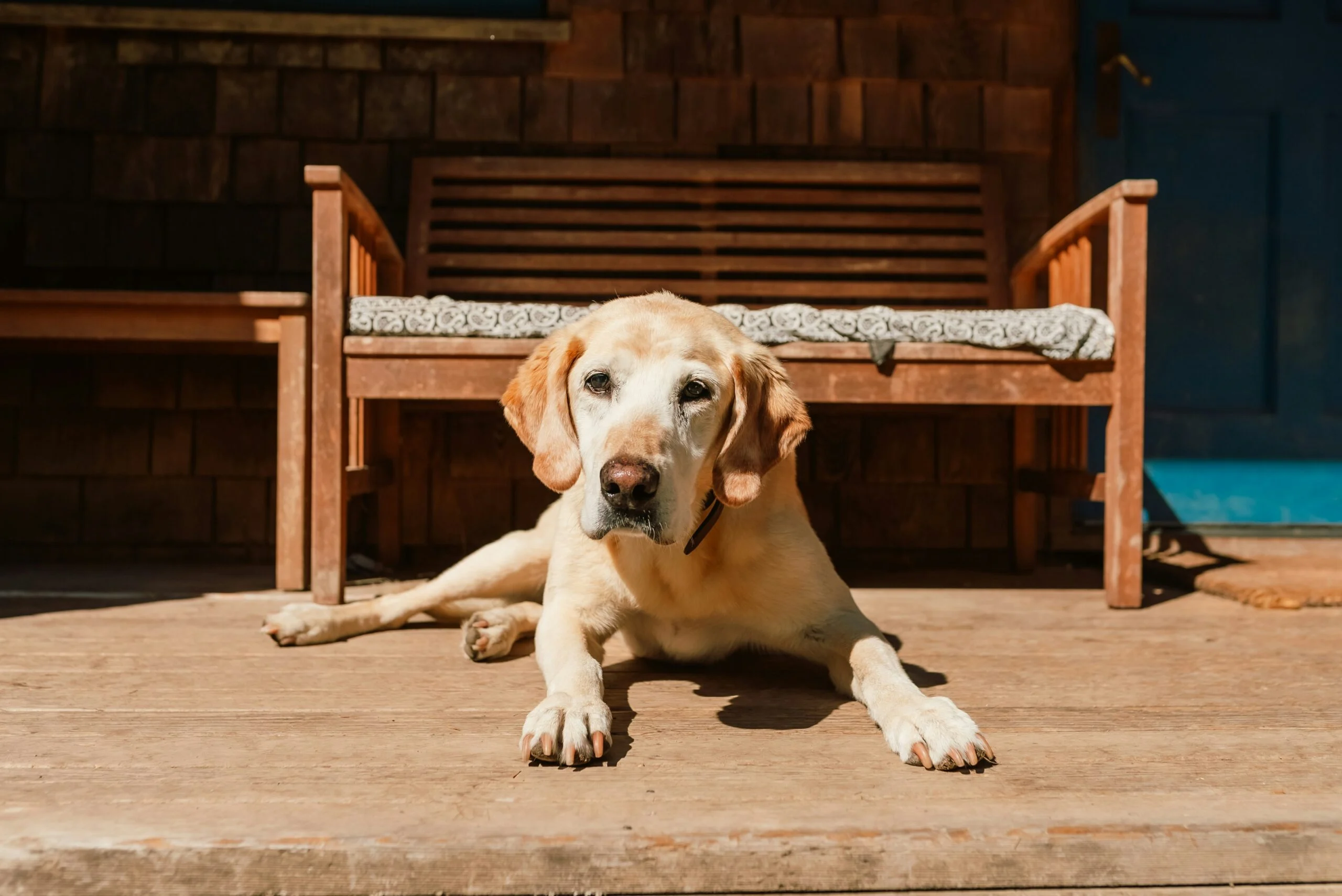 chien