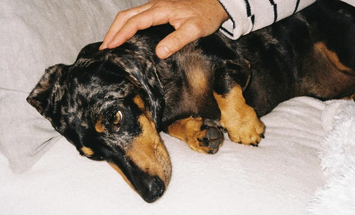 dachshund