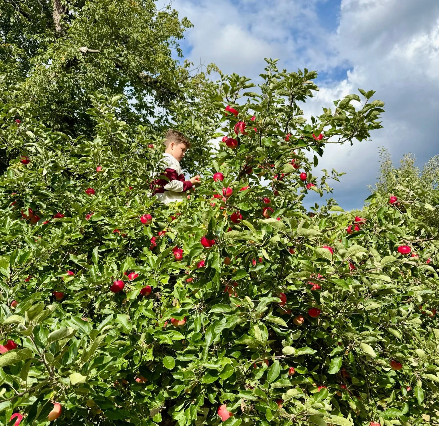 Pommier de Copenhague
