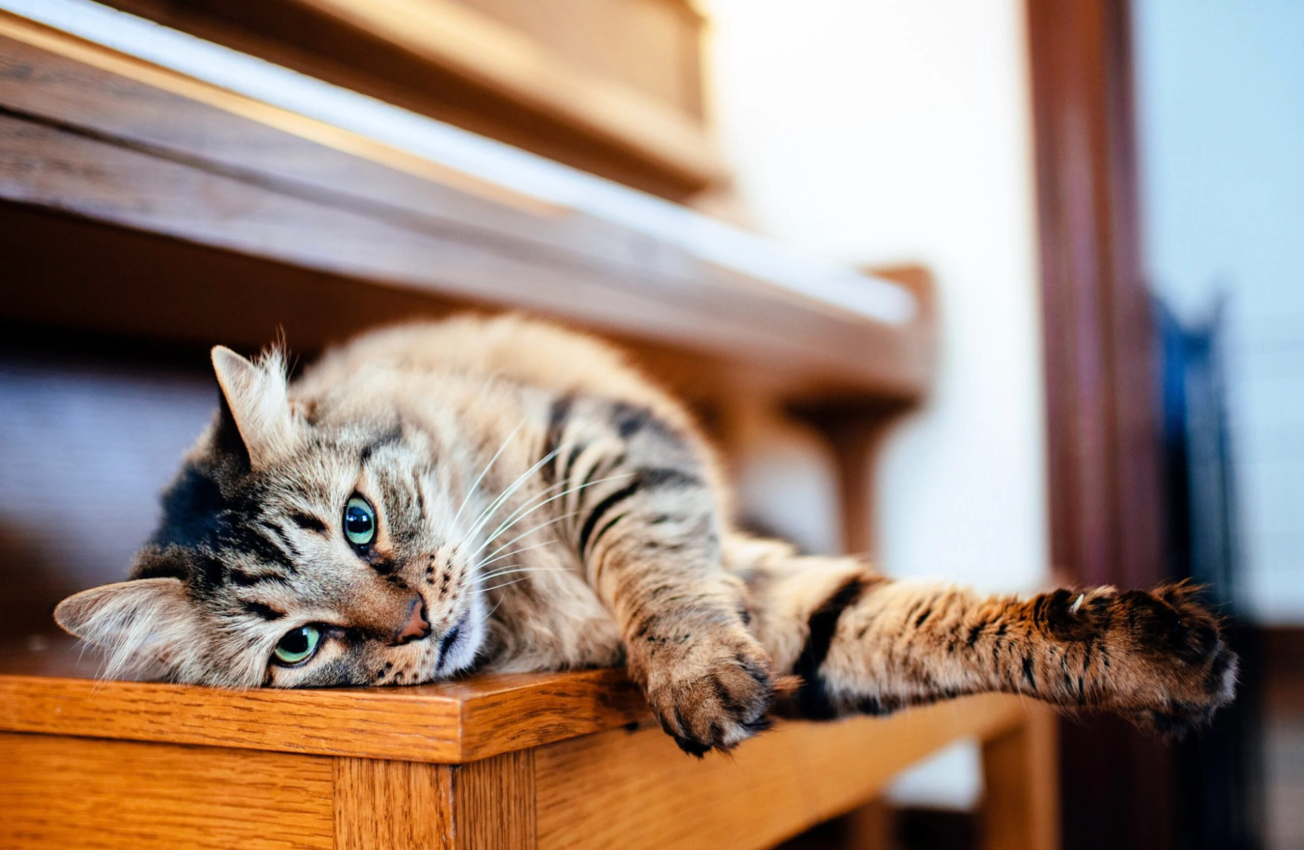 chat sur un piano